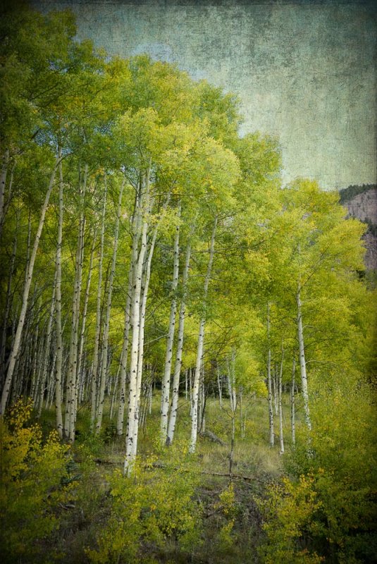 Aspens