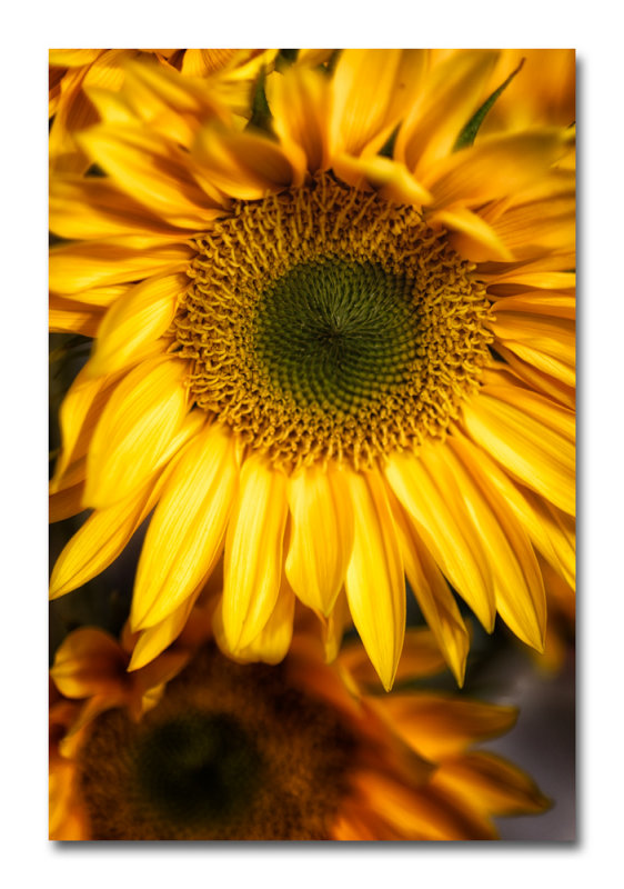 Sunflower Detail