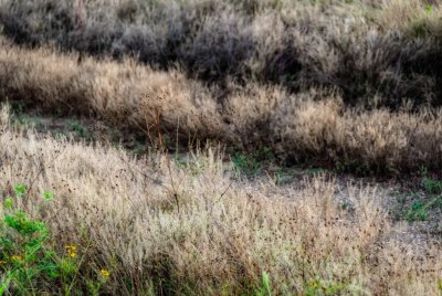 Rows of Weeds
