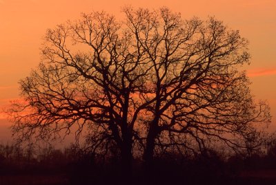 Tree at Dawn