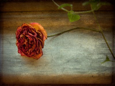 Faded Rose in Window Light