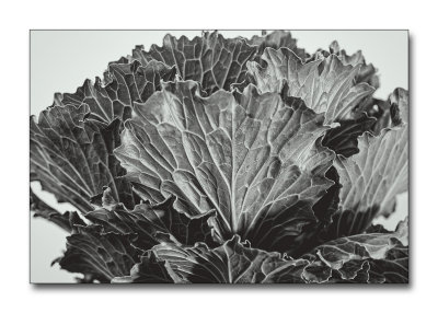 Decorative Cabbage