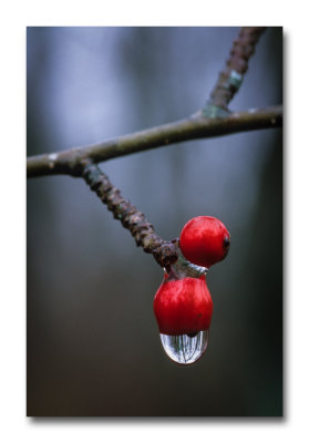 Rain Drop on Red Berry