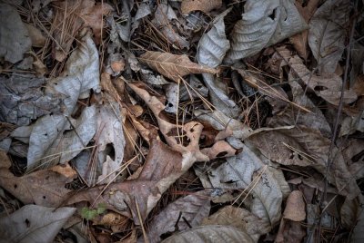 Forest Floor