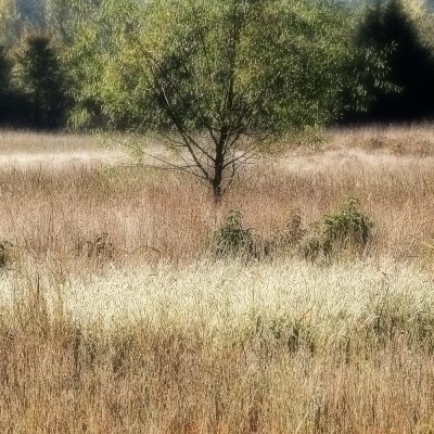 Roadside Landscape