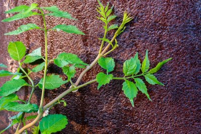 Ivy on Rusted Pipe