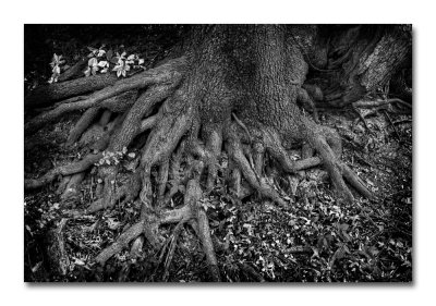 Roots