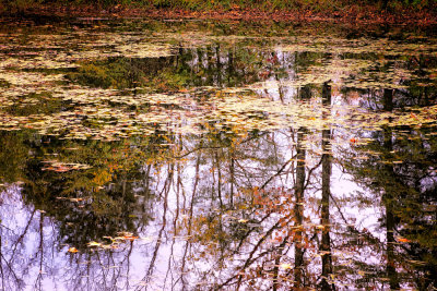 Reflections in a Small Pond