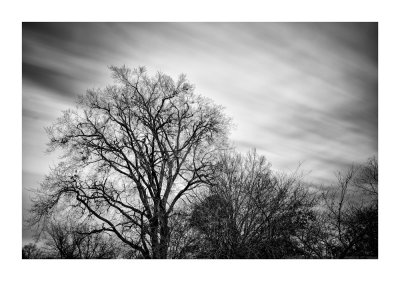 Winter Sky and Trees