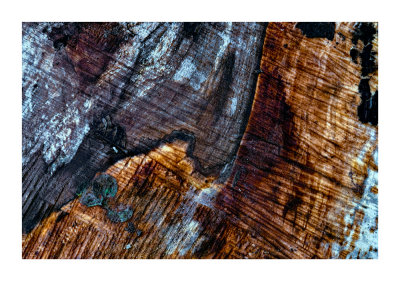 Wet Wood Grain