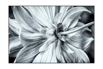 Flower Back Detail