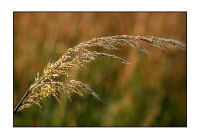 Prairie Grasses