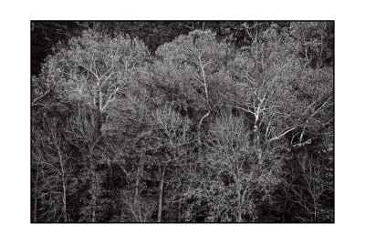 Trees In Black and White