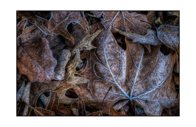 Frosty Leaves