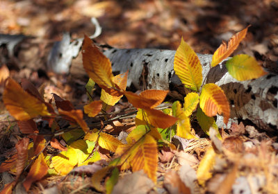 Mount Tom State Park, CT