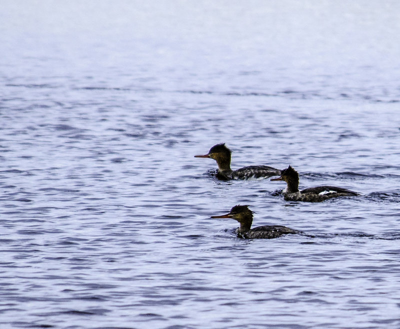 Red-breasted Merganser