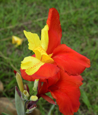 Red Yellow Flower 