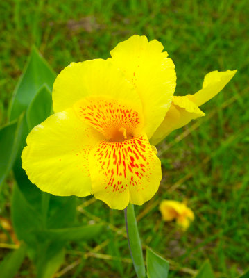 Yellow Flower 