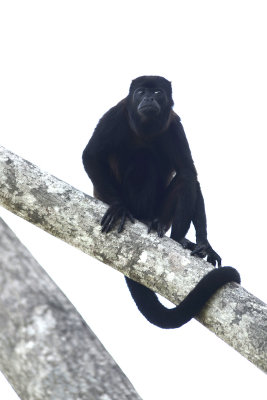 Howler Monkey 