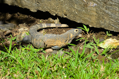 Iguana 