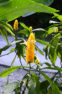 Panama