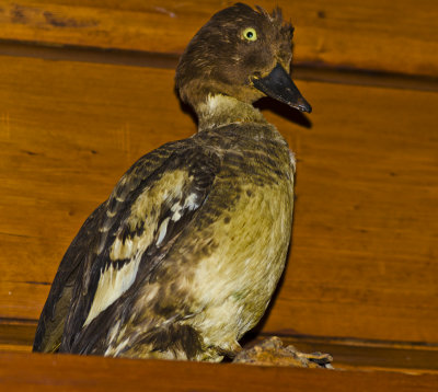 Duck