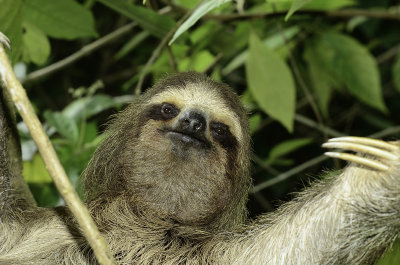 Sloth 1.jpg