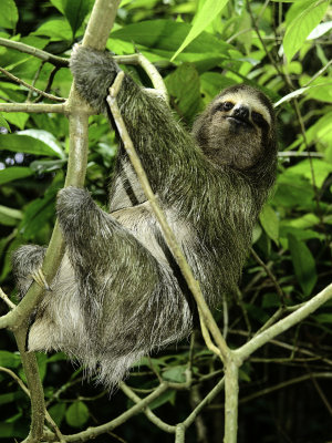 Sloth 4.jpg