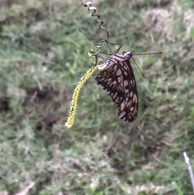 Butterfly Laying Eggs.jpg