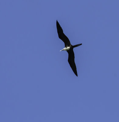 Frigate Bird.jpg