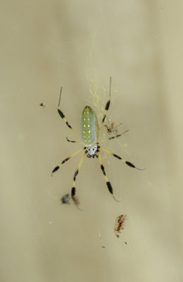 Golden Orbit Spider.jpg
