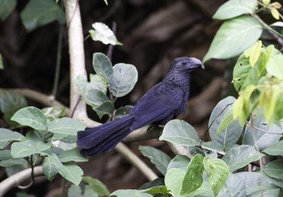 Smooth billed Ani.jpg
