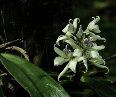Orchid s.jpg