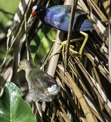 Purple Gallinue and Baby.jpg