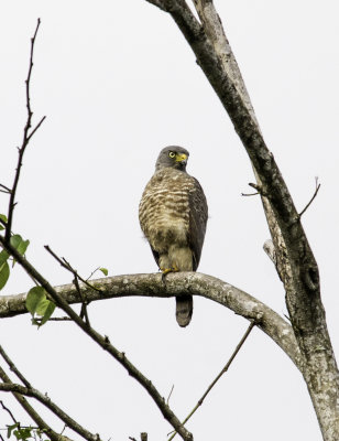 Roadside Hawk 2.jpg