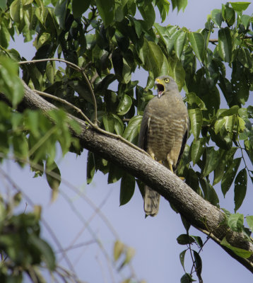 Roadside Hawk.jpg