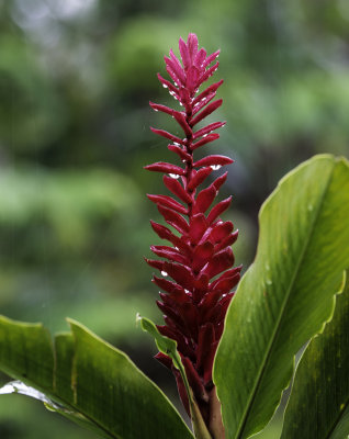 Tropical Flower6.jpg