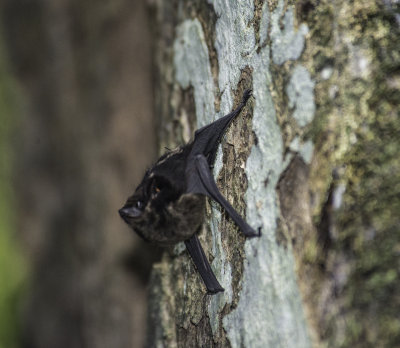 Bat 2.jpg