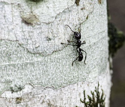 Bullet Ant.jpg