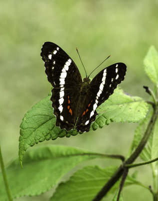 Banded Peacock 4.jpg
