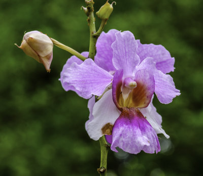 Orchid 3.jpg