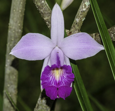 Orchid 4.jpg
