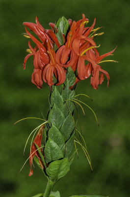 Tropical Flower 6.jpg