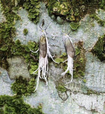 White tipped Cicada.jpg