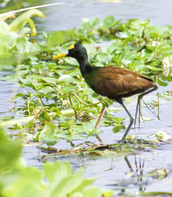 Northern Jacana 1.jpg
