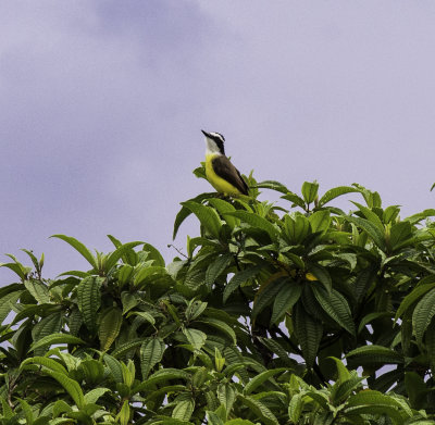 Great Kiskadee 2.jpg
