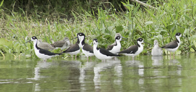 Black necked Stilts.jpg