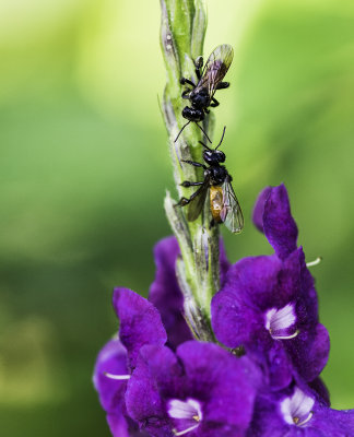 Flies on Flower.jpg