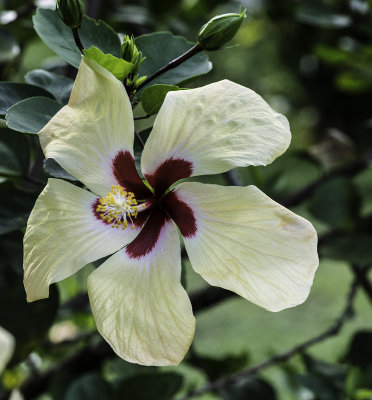 Hibiscus.jpg