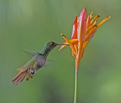 Humming Bird 2.jpg